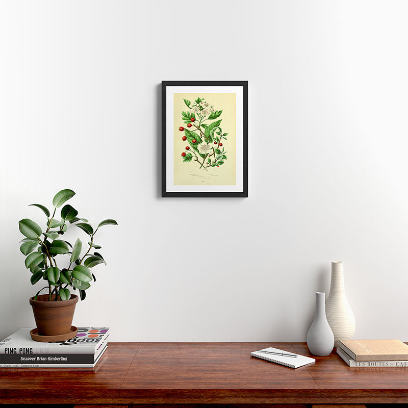 Hawthorn by Anne Pratt, 1800s (benefitting The Nature Conservancy) Framed Art Print Gallery Image 2