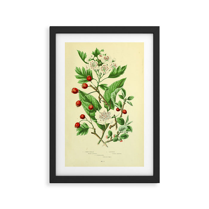Hawthorn by Anne Pratt, 1800s (benefitting The Nature Conservancy) Framed Art Print Gallery Image 1