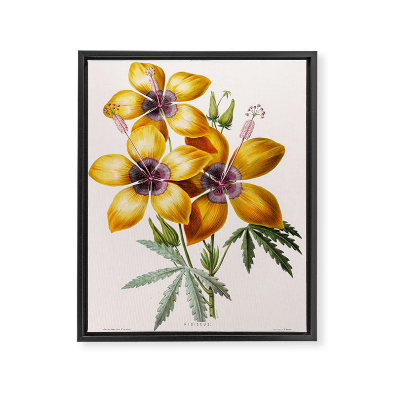 Hibiscus from "Flore dâAmÃ©rique" by Ãtienne Denisse, 1840s Framed Canvas Print Gallery Image 6