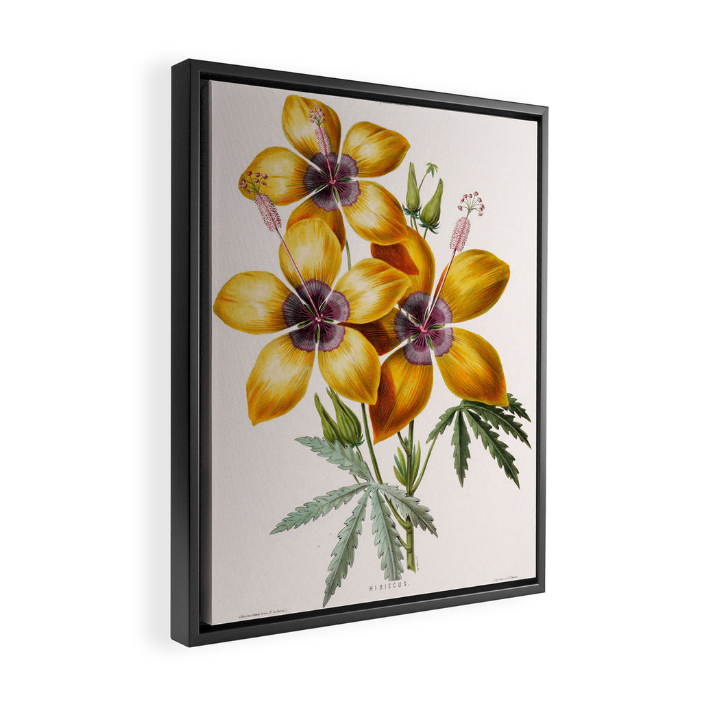 Hibiscus from "Flore dâAmÃ©rique" by Ãtienne Denisse, 1840s Framed Canvas Print Gallery Image 2
