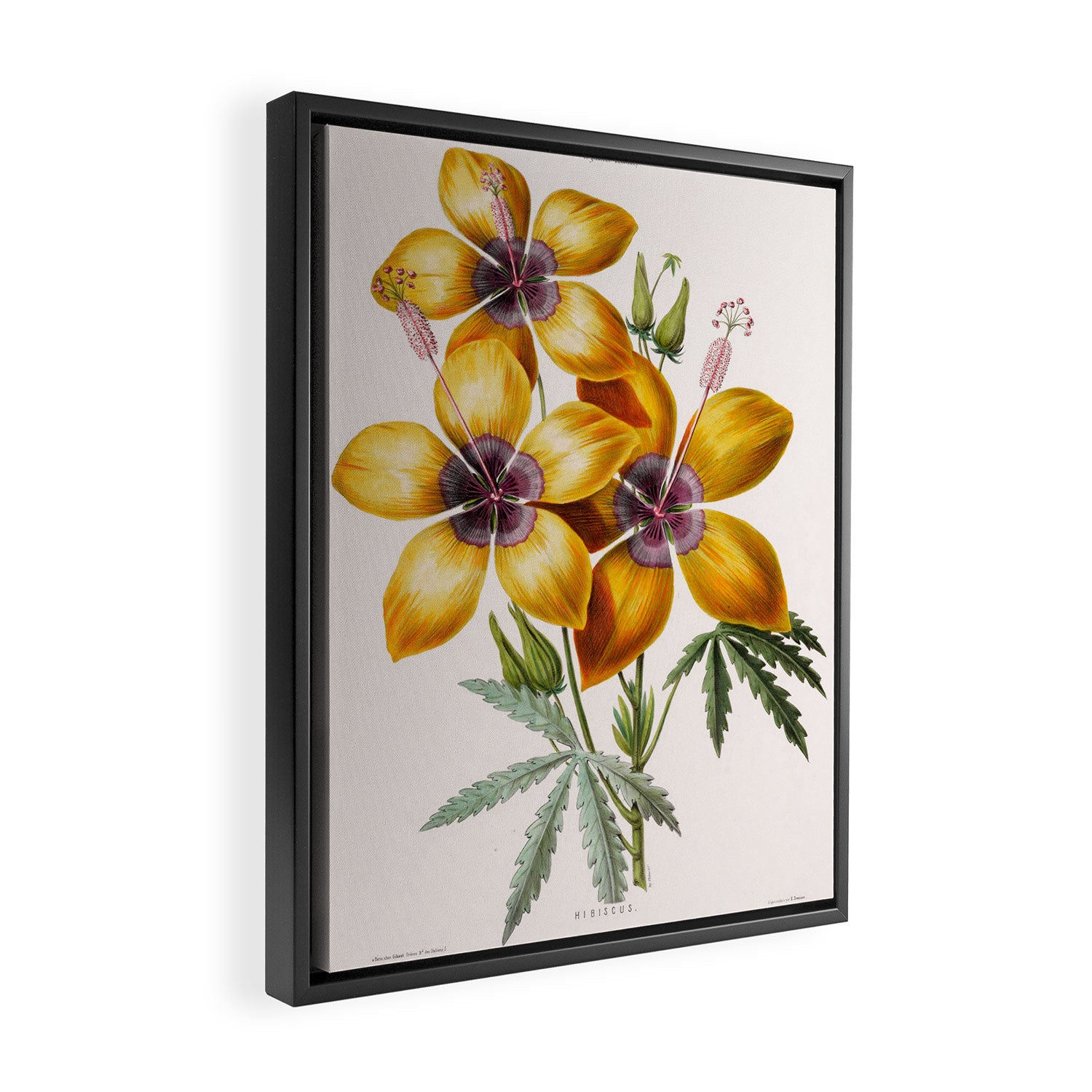 Hibiscus from "Flore dâAmÃ©rique" by Ãtienne Denisse, 1840s Framed Canvas Print Gallery Image 2
