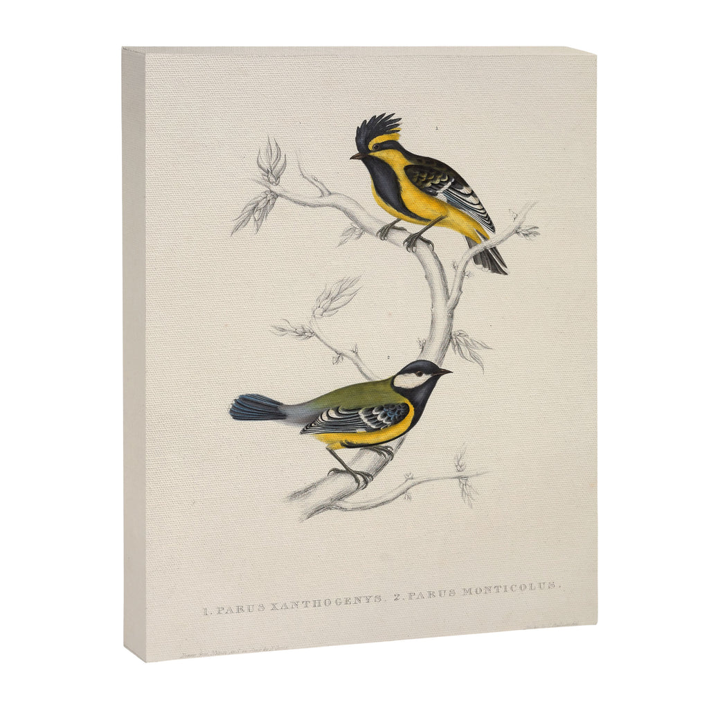 Himalayan black-lored tit and green-backed tit by Elizabeth Gould, 1831 Canvas Print Gallery Image 6