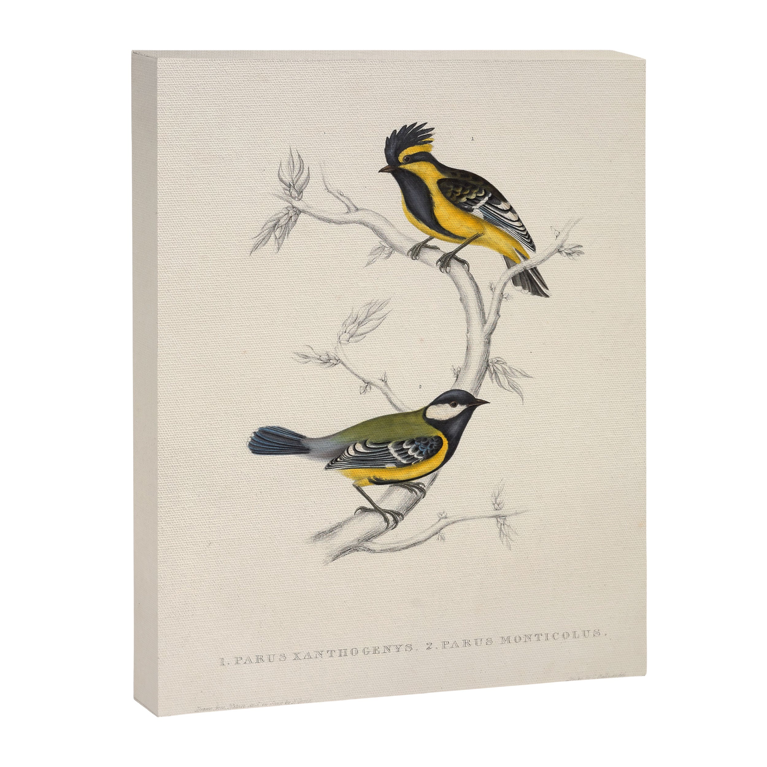 Himalayan black-lored tit and green-backed tit by Elizabeth Gould, 1831 Canvas Print Gallery Image 6