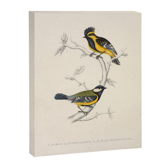 Himalayan black-lored tit and green-backed tit by Elizabeth Gould, 1831 Canvas Print Gallery Image 1