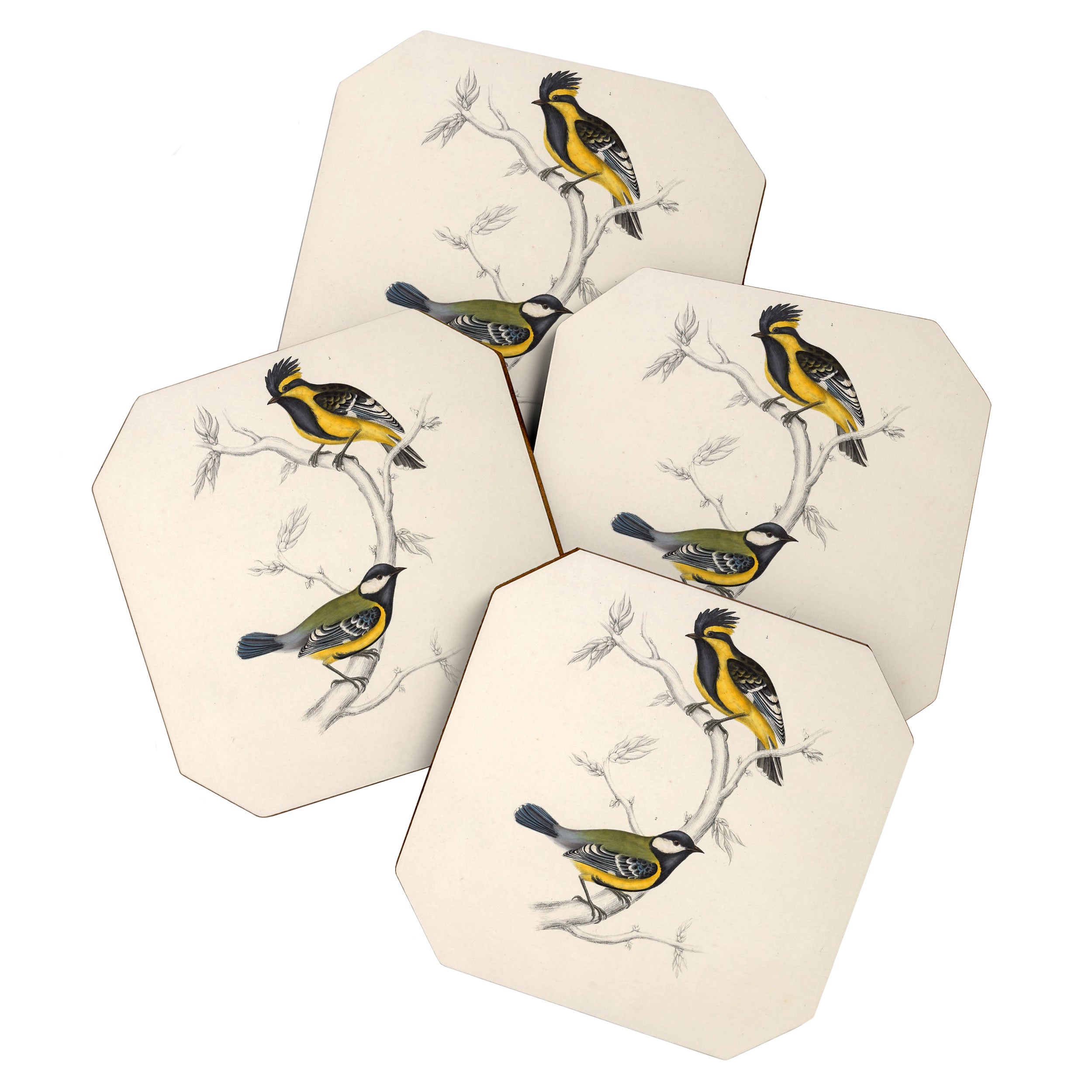 Himalayan black-lored tit and green-backed tit by Elizabeth Gould, 1831 Coaster Gallery Image 1