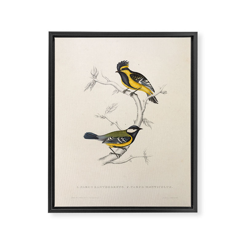 Himalayan black-lored tit and green-backed tit by Elizabeth Gould, 1831 Framed Canvas Print Gallery Image 6