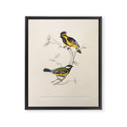 Himalayan black-lored tit and green-backed tit by Elizabeth Gould, 1831 Framed Canvas Print Gallery Image 6