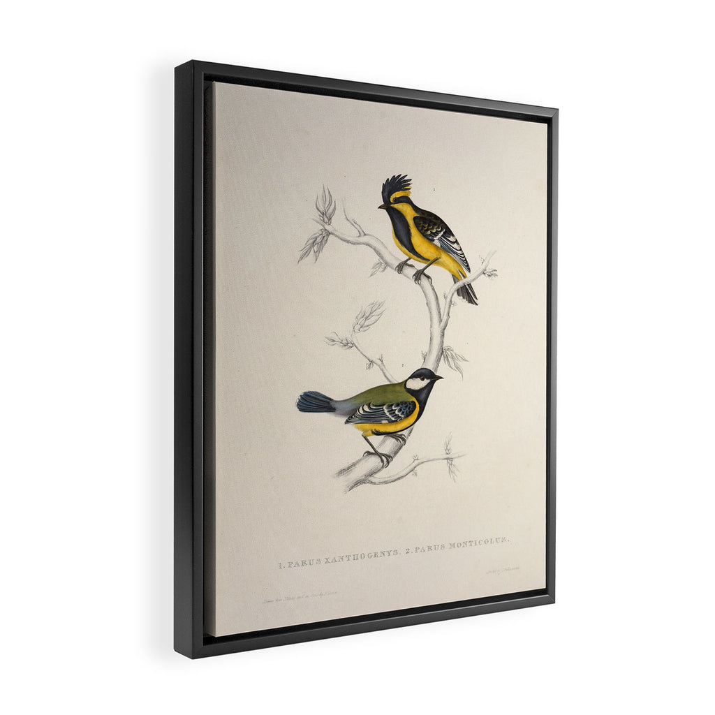 Himalayan black-lored tit and green-backed tit by Elizabeth Gould, 1831 Framed Canvas Print Gallery Image 2
