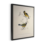 Himalayan black-lored tit and green-backed tit by Elizabeth Gould, 1831 Framed Canvas Print Gallery Image 2