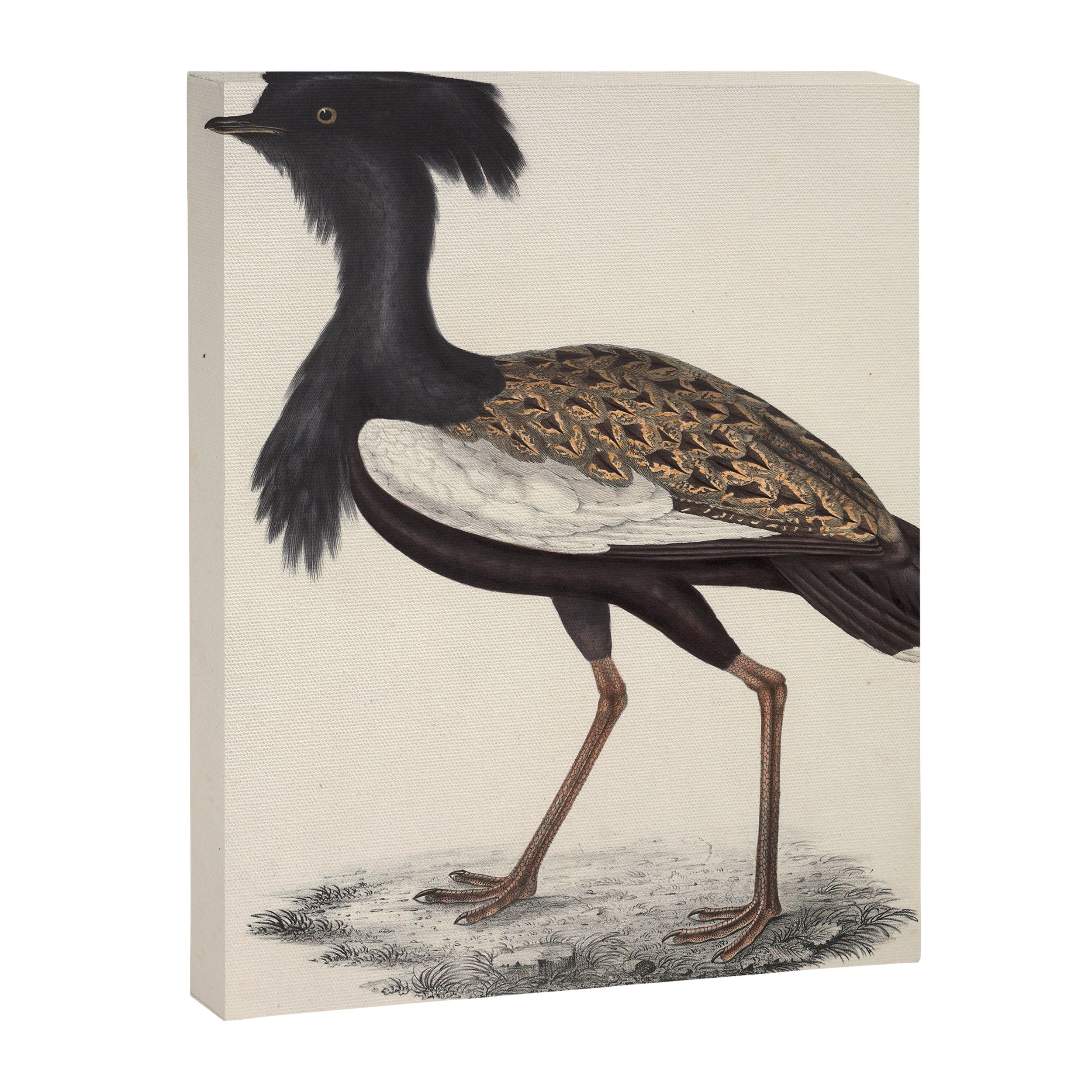 Himalayan bustard by Elizabeth Gould from "A Century of Birds from the Himalaya Mountains," 1831 Canvas Print Gallery Image 6