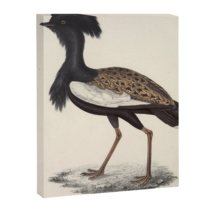 Himalayan bustard by Elizabeth Gould from "A Century of Birds from the Himalaya Mountains," 1831 Canvas Print Gallery Image 1