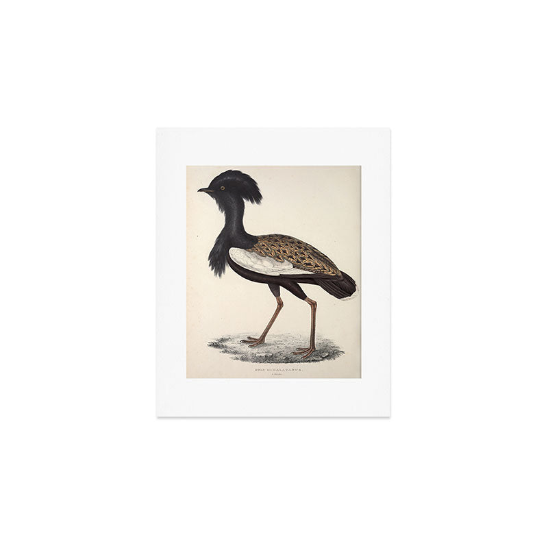 Himalayan bustard by Elizabeth Gould from "A Century of Birds from the Himalaya Mountains," 1831 Art Print Gallery Image 1