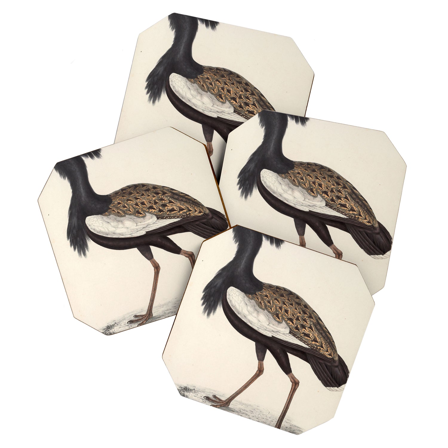 Himalayan bustard by Elizabeth Gould from "A Century of Birds from the Himalaya Mountains," 1831 Coaster Gallery Image 1