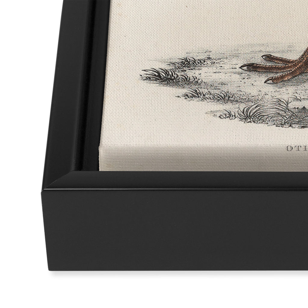 Himalayan bustard by Elizabeth Gould from "A Century of Birds from the Himalaya Mountains," 1831 Framed Canvas Print Gallery Image 3