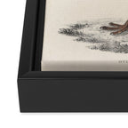Himalayan bustard by Elizabeth Gould from "A Century of Birds from the Himalaya Mountains," 1831 Framed Canvas Print Gallery Image 3