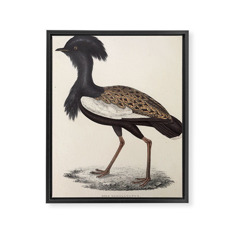 Himalayan bustard by Elizabeth Gould from "A Century of Birds from the Himalaya Mountains," 1831 Framed Canvas Print Gallery Image 6