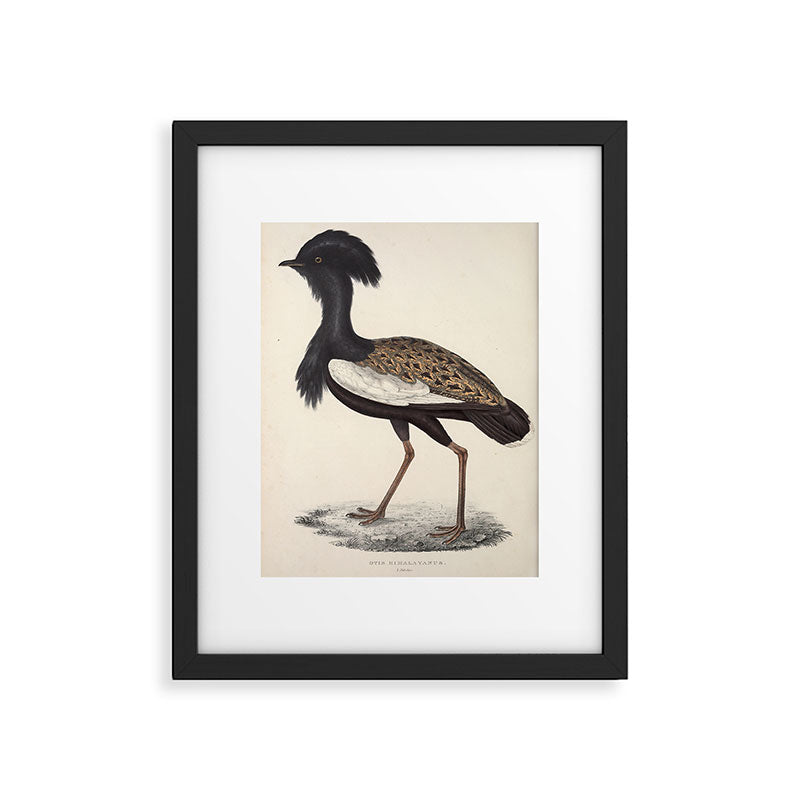 Himalayan bustard by Elizabeth Gould from "A Century of Birds from the Himalaya Mountains," 1831 Framed Art Print Gallery Image 5