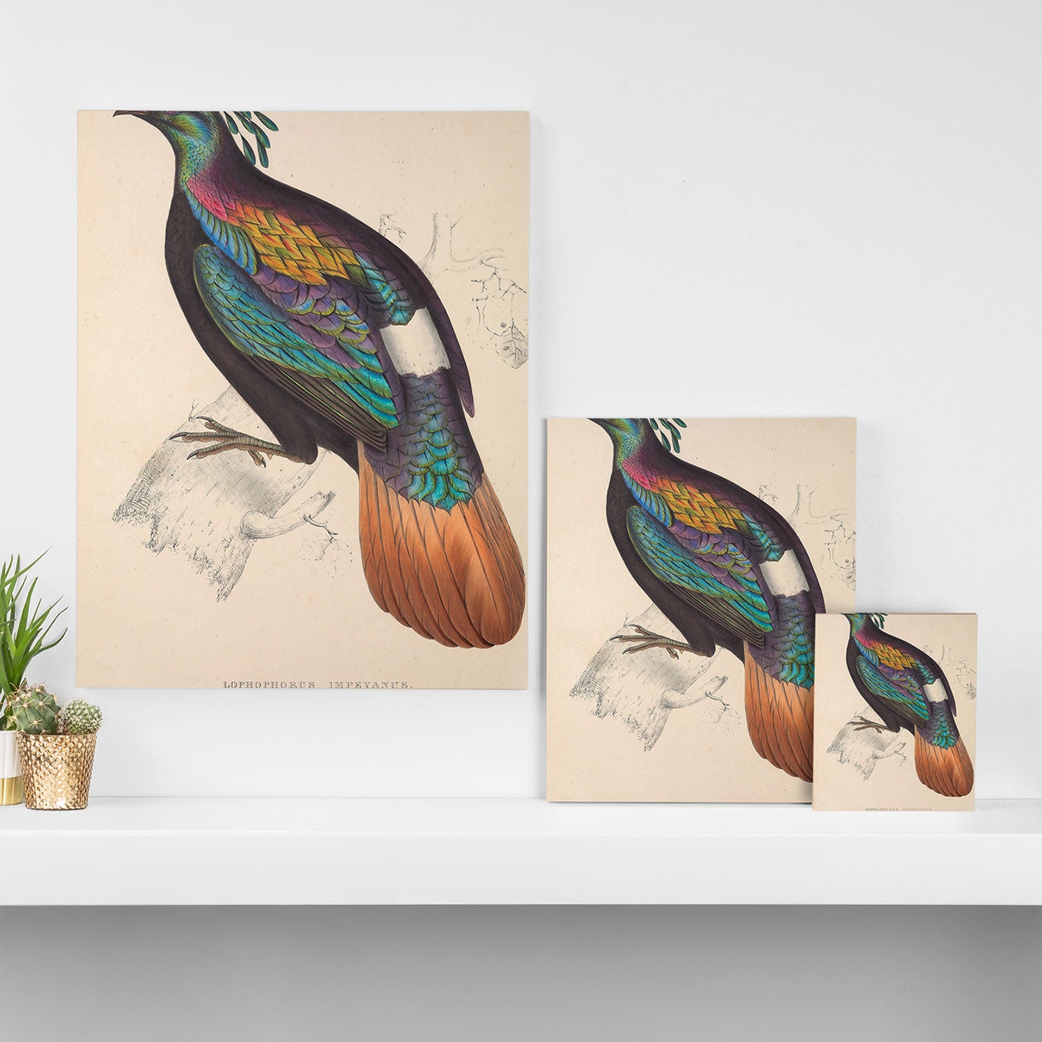 Himalayan monal by Elizabeth Gould from "A Century of Birds from the Himalaya Mountains," 1831 Canvas Print Gallery Image 3