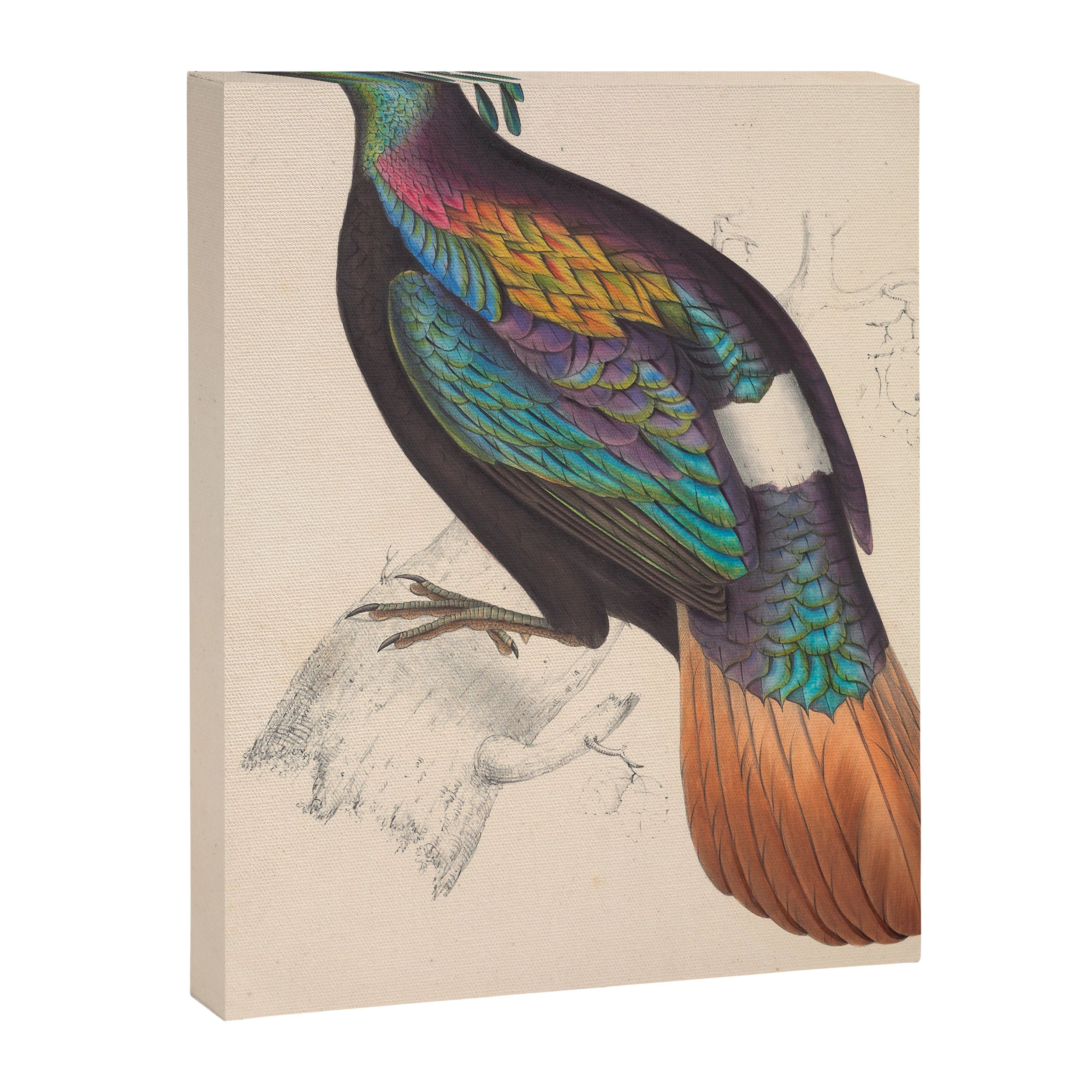 Himalayan monal by Elizabeth Gould from "A Century of Birds from the Himalaya Mountains," 1831 Canvas Print Gallery Image 3