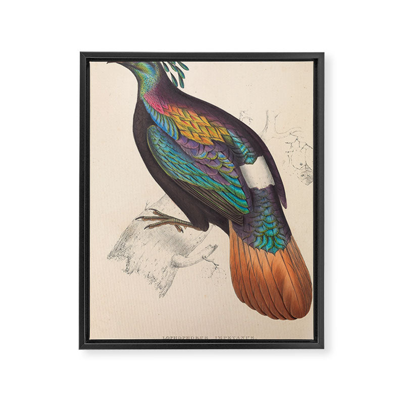 Himalayan monal by Elizabeth Gould from "A Century of Birds from the Himalaya Mountains," 1831 Framed Canvas Print Gallery Image 6