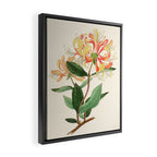 Honeysuckle from "The Moral of Flowers" (1833) by Rebecca Hey Framed Canvas Print Gallery Image 2