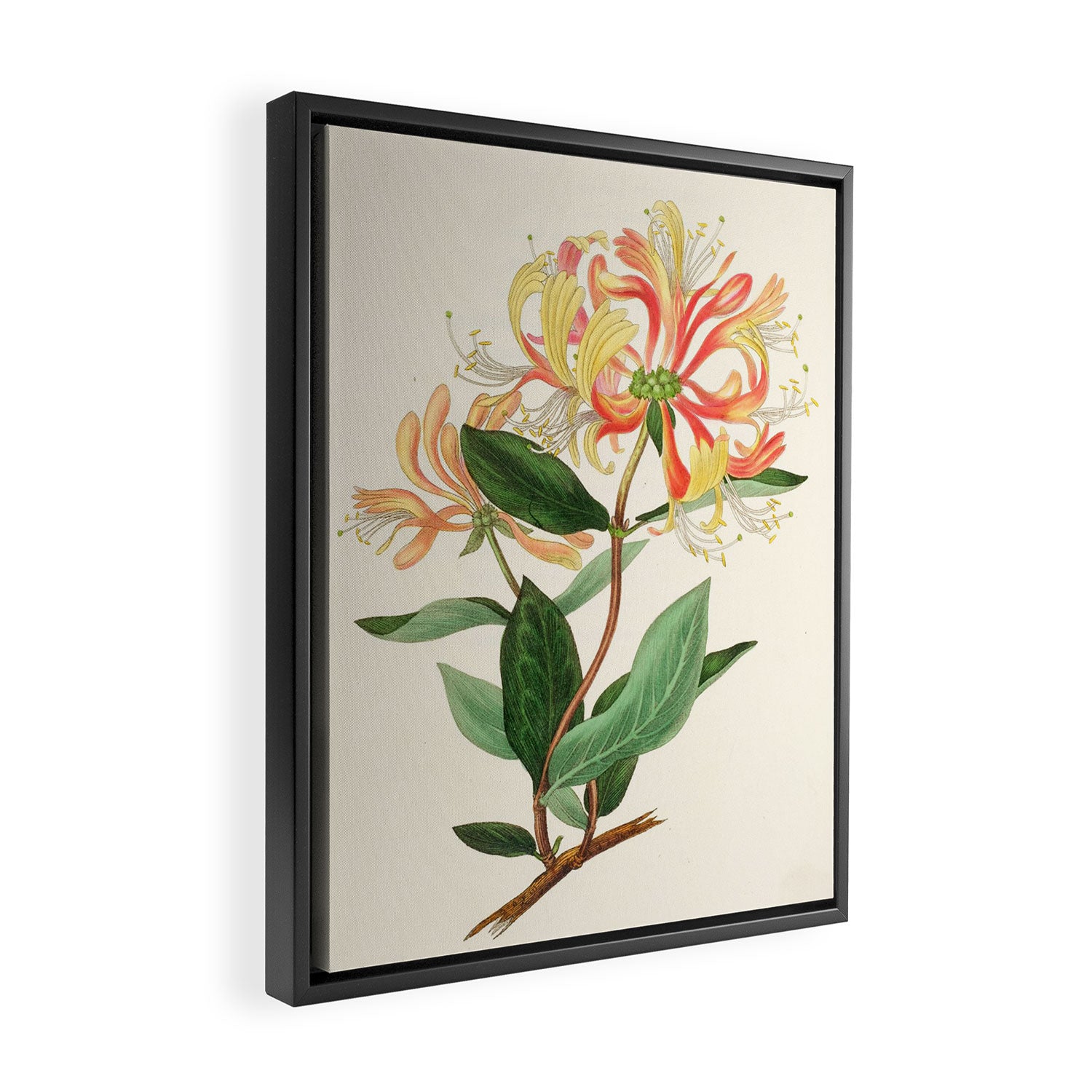 Honeysuckle from "The Moral of Flowers" (1833) by Rebecca Hey Framed Canvas Print Gallery Image 2