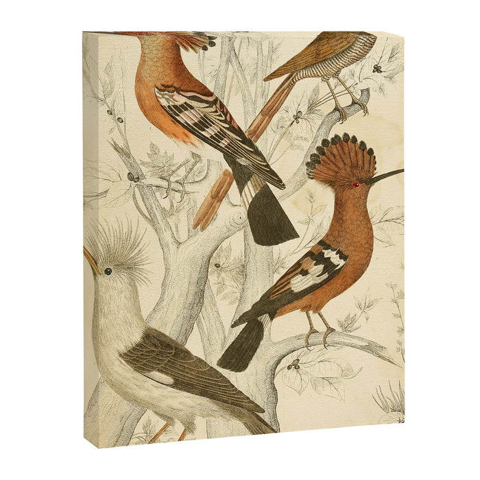 Hoopoes from The Edinburgh Journal, 1835 (benefitting The Nature Conservancy) Canvas Print Gallery Image 1