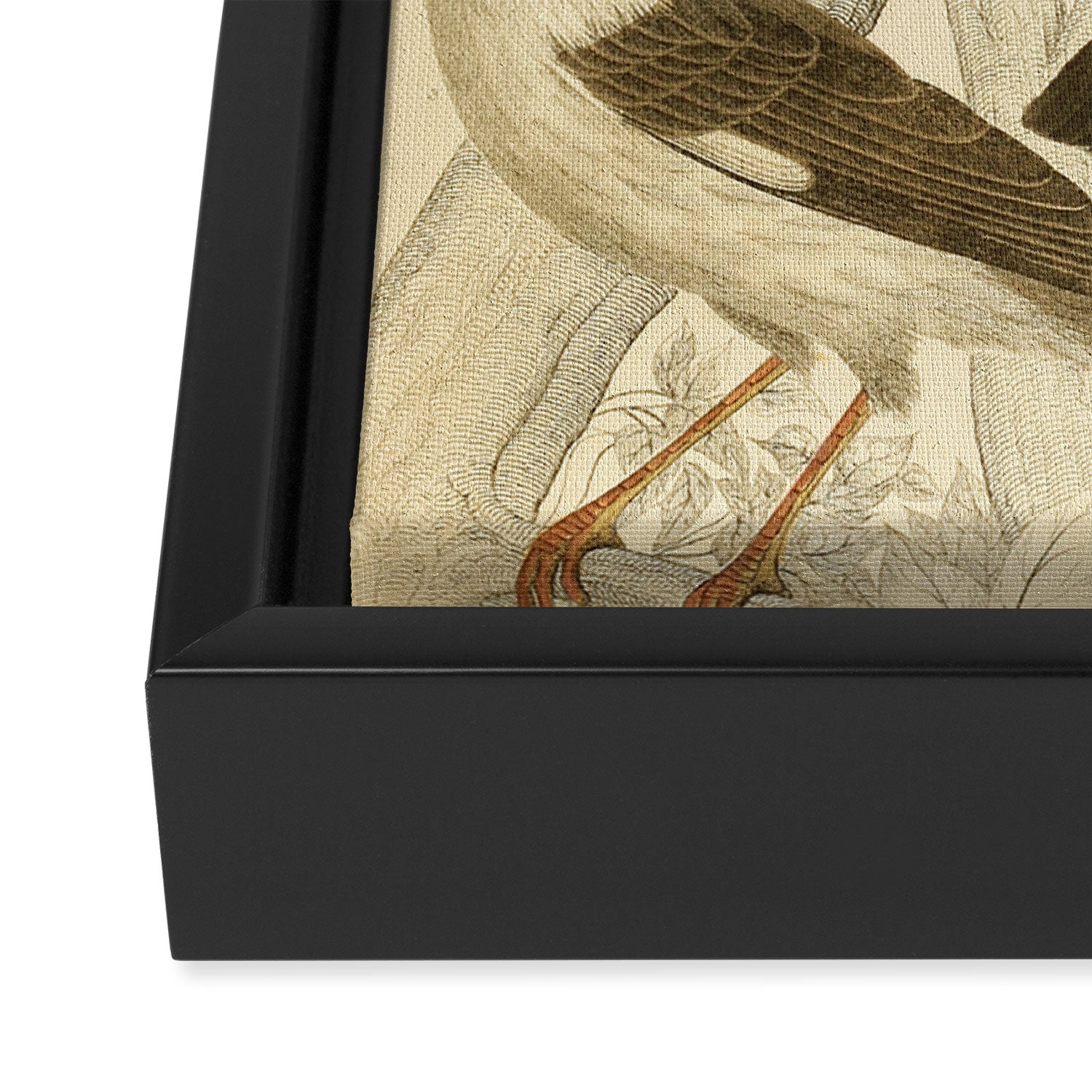 Hoopoes from The Edinburgh Journal, 1835 (benefitting The Nature Conservancy) Framed Canvas Print Gallery Image 3