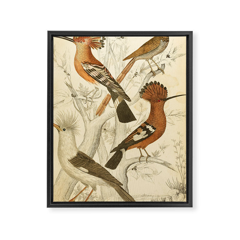 Hoopoes from The Edinburgh Journal, 1835 (benefitting The Nature Conservancy) Framed Canvas Print Gallery Image 6