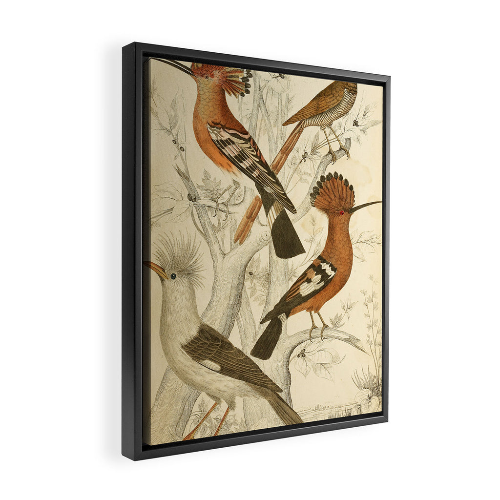 Hoopoes from The Edinburgh Journal, 1835 (benefitting The Nature Conservancy) Framed Canvas Print Gallery Image 2