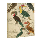 Hornbills from The Edinburgh Journal, 1835 (benefitting The Nature Conservancy) Canvas Print Gallery Image 6