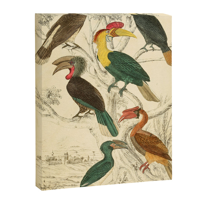 Hornbills from The Edinburgh Journal, 1835 (benefitting The Nature Conservancy) Canvas Print Gallery Image 1