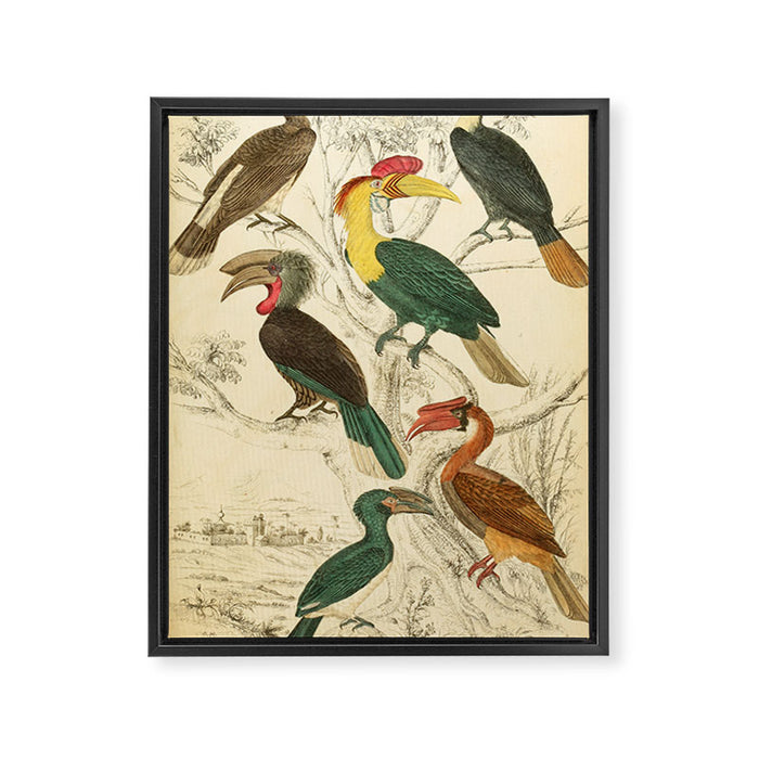 Hornbills from The Edinburgh Journal, 1835 (benefitting The Nature Conservancy) Framed Canvas Print Gallery Image 1