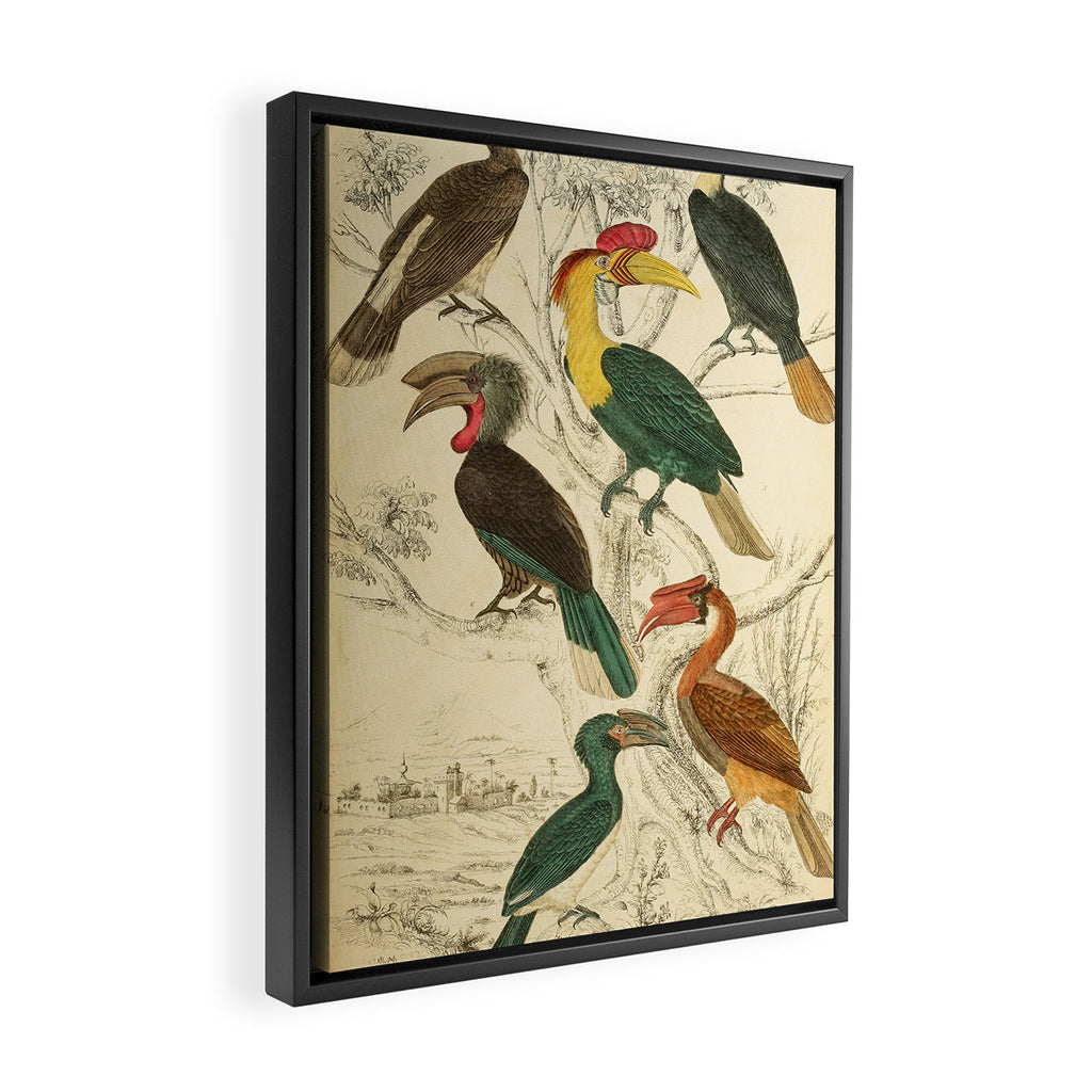 Hornbills from The Edinburgh Journal, 1835 (benefitting The Nature Conservancy) Framed Canvas Print Gallery Image 2