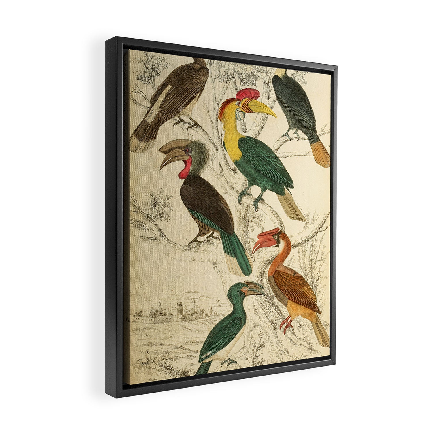 Hornbills from The Edinburgh Journal, 1835 (benefitting The Nature Conservancy) Framed Canvas Print Gallery Image 2