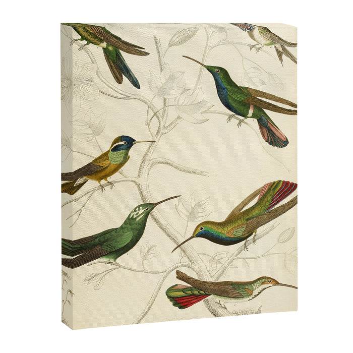 Hummingbirds from The Edinburgh Journal, 1835 (benefitting The Nature Conservancy) Canvas Print Gallery Image 1