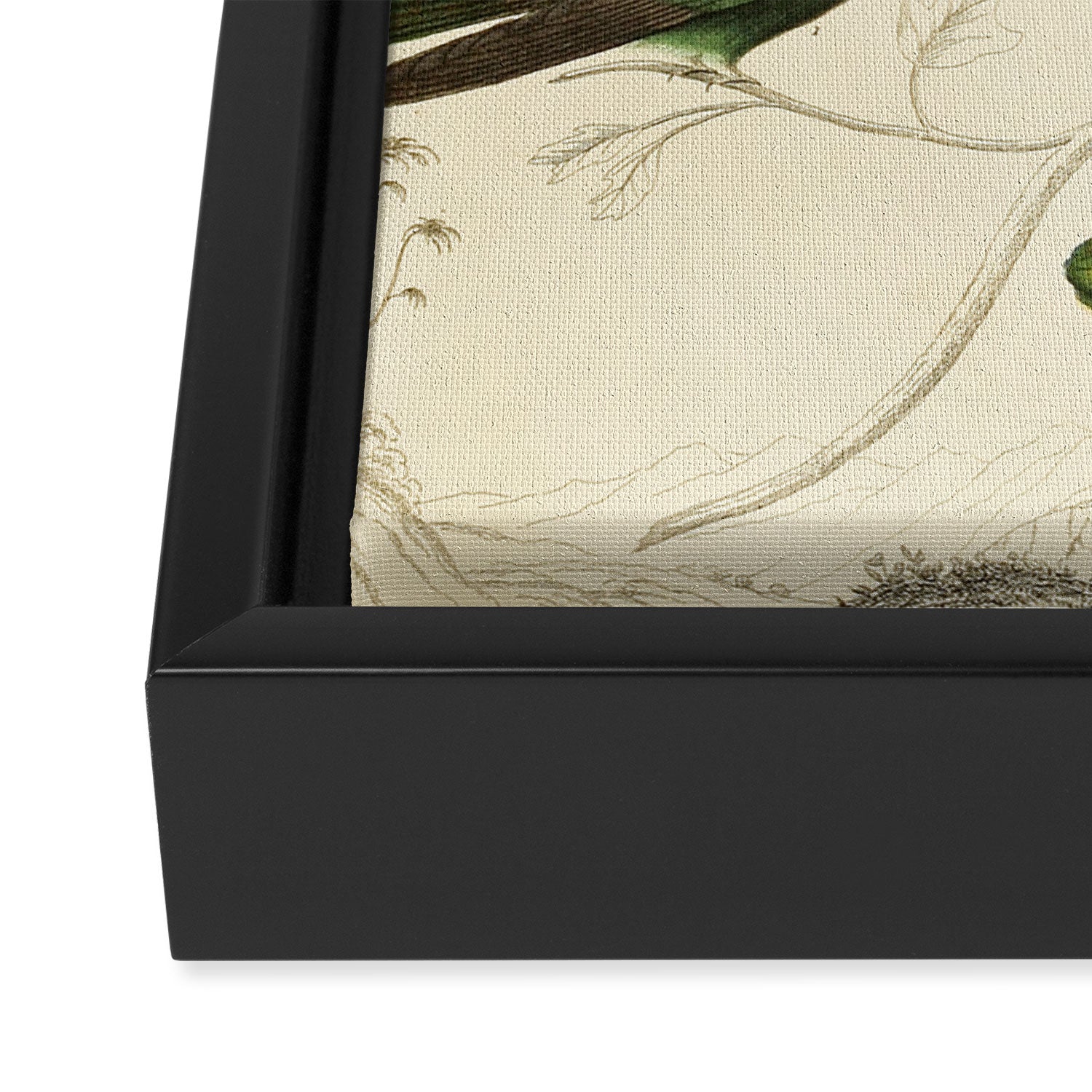 Hummingbirds from The Edinburgh Journal, 1835 (benefitting The Nature Conservancy) Framed Canvas Print Gallery Image 3