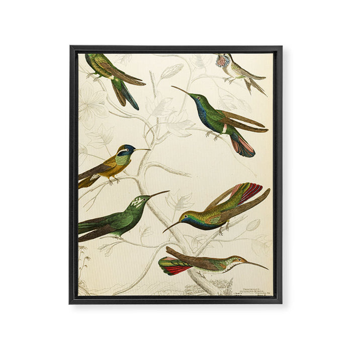Hummingbirds from The Edinburgh Journal, 1835 (benefitting The Nature Conservancy) Framed Canvas Print Gallery Image 1