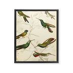 Hummingbirds from The Edinburgh Journal, 1835 (benefitting The Nature Conservancy) Framed Canvas Print Gallery Image 6