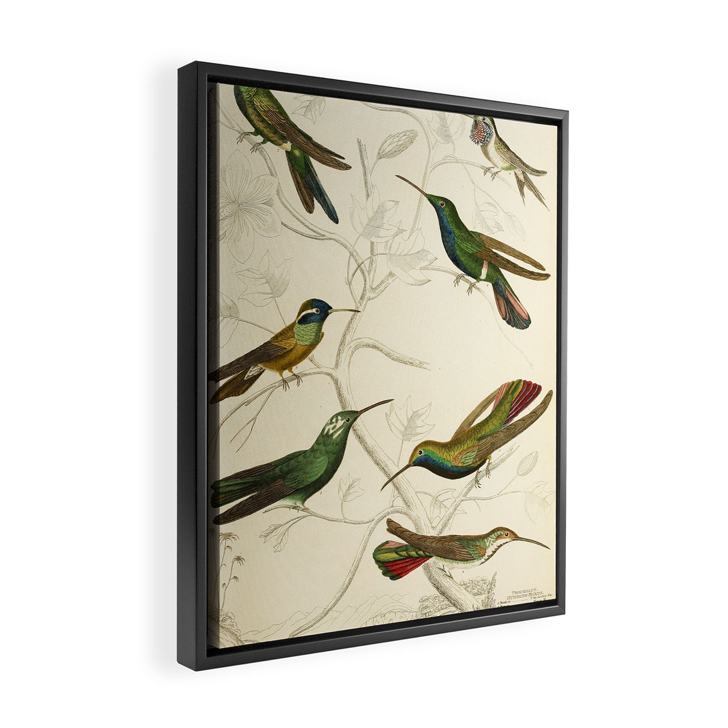 Hummingbirds from The Edinburgh Journal, 1835 (benefitting The Nature Conservancy) Framed Canvas Print Gallery Image 2