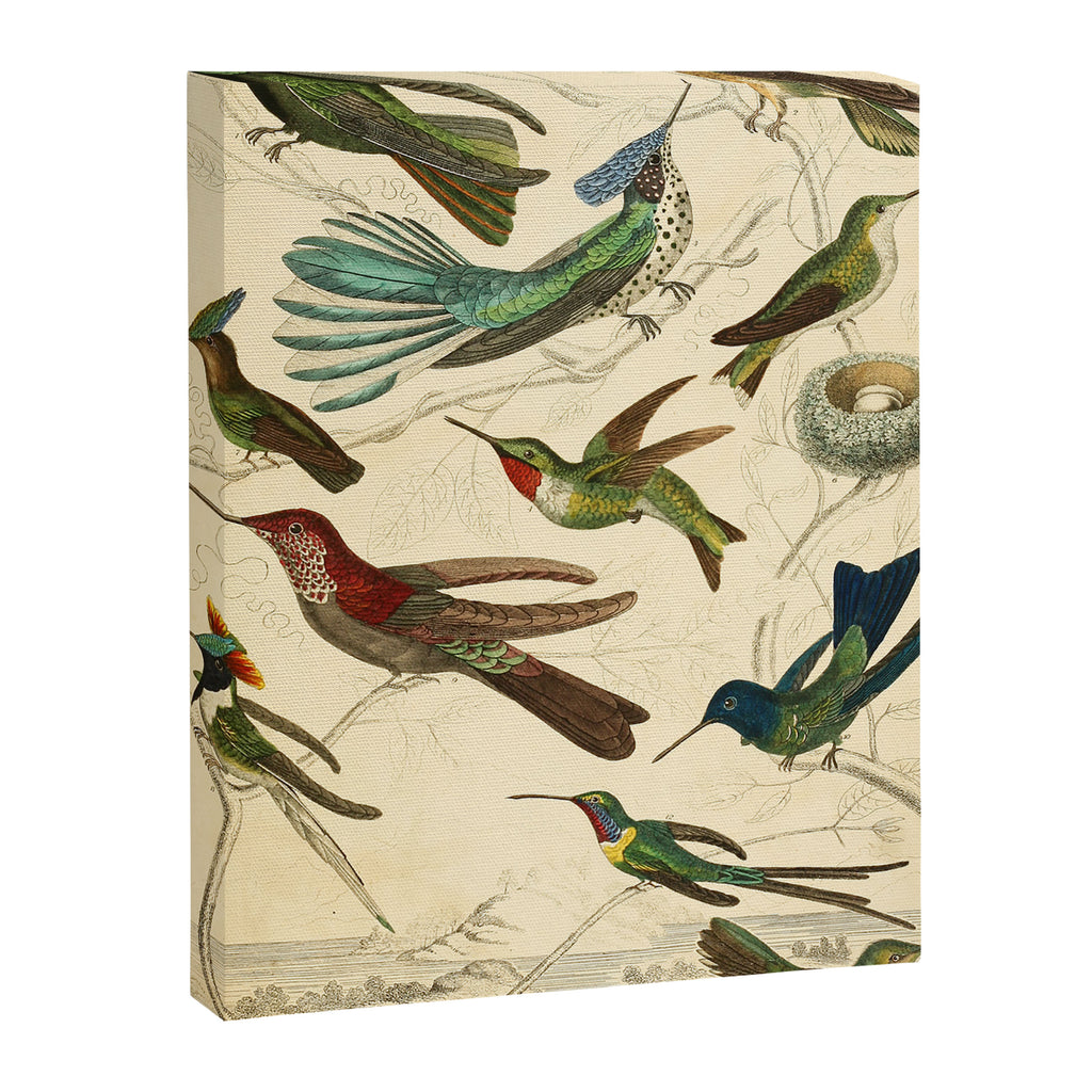 Hummingbirds from The Edinburgh Journal, 1835 (benefitting The Nature Conservancy) Canvas Print Gallery Image 6