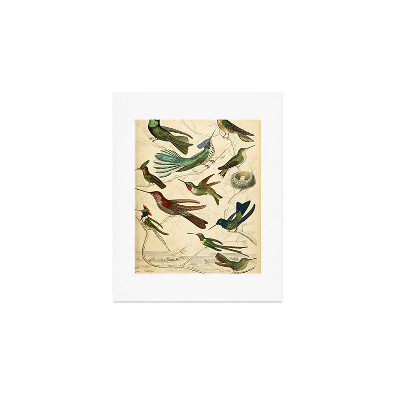 Hummingbirds from The Edinburgh Journal, 1835 (benefitting The Nature Conservancy) Art Print Gallery Image 1