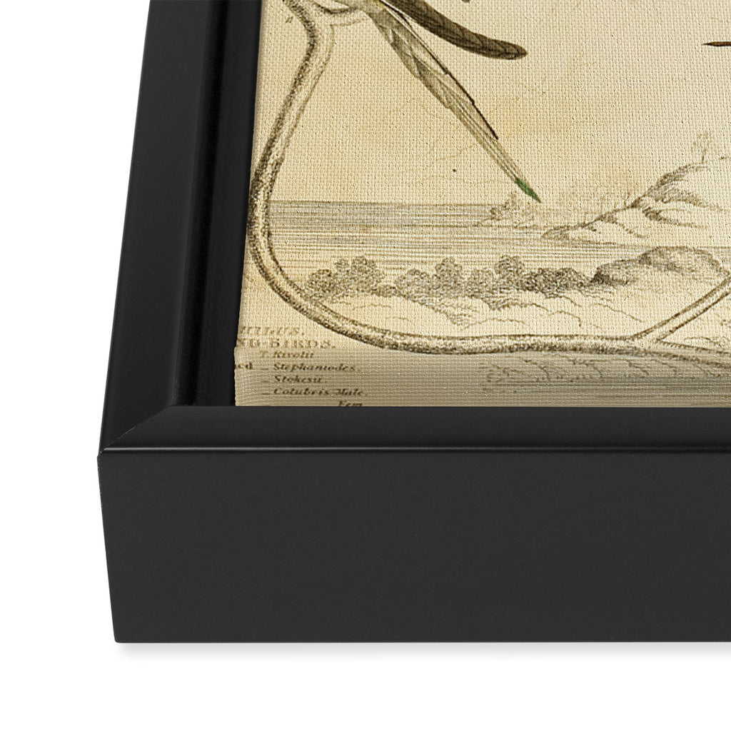 Hummingbirds from The Edinburgh Journal, 1835 (benefitting The Nature Conservancy) Framed Canvas Print Gallery Image 3