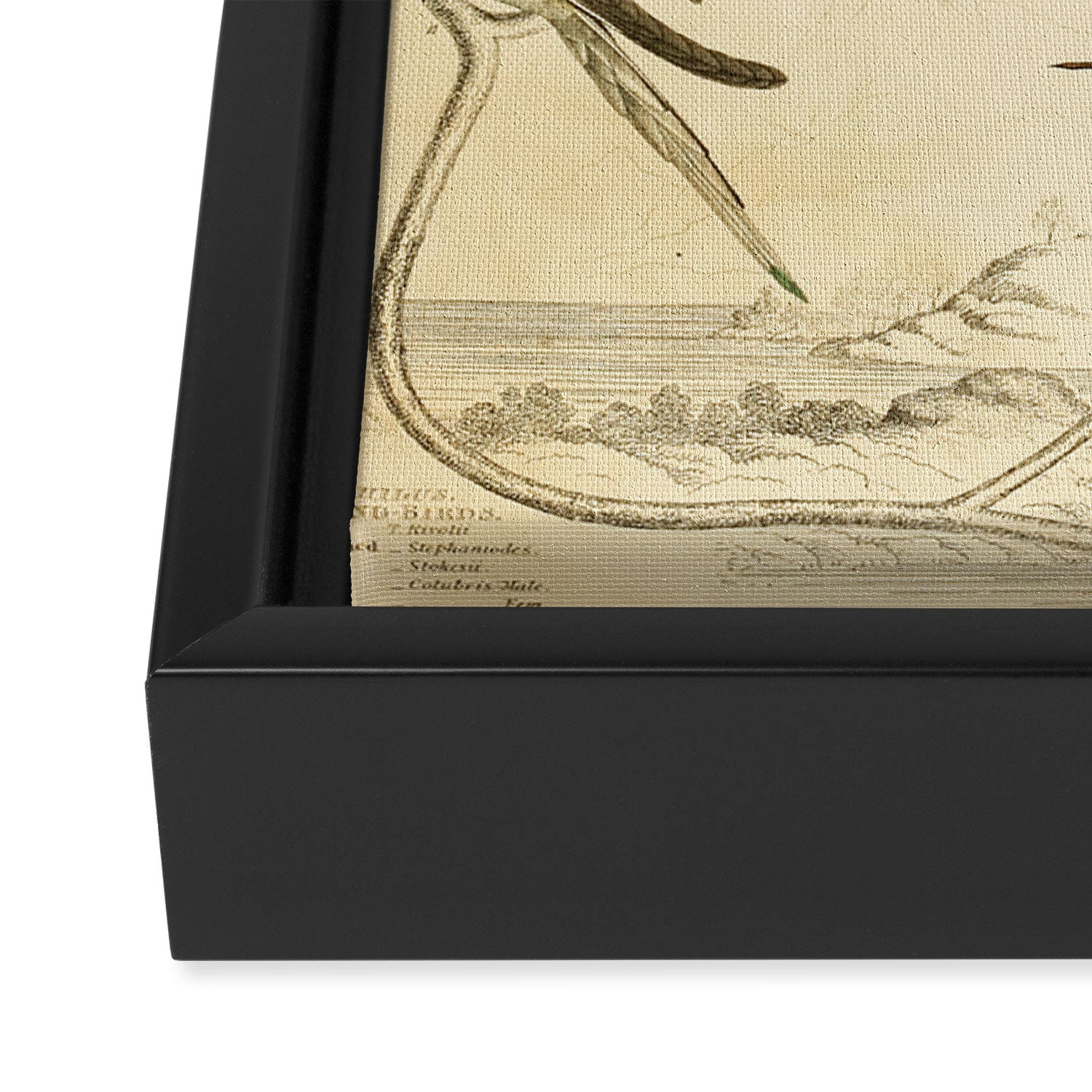 Hummingbirds from The Edinburgh Journal, 1835 (benefitting The Nature Conservancy) Framed Canvas Print Gallery Image 3