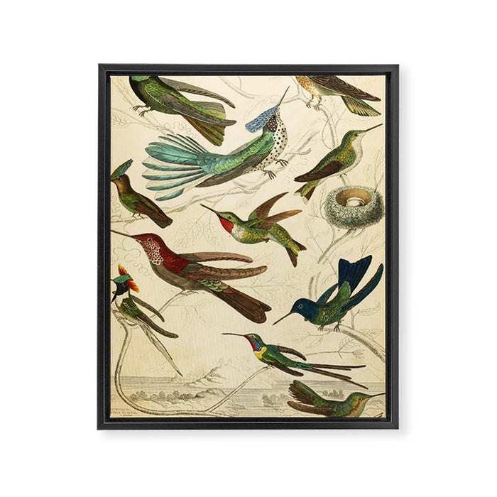 Hummingbirds from The Edinburgh Journal, 1835 (benefitting The Nature Conservancy) Framed Canvas Print Gallery Image 1