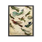 Hummingbirds from The Edinburgh Journal, 1835 (benefitting The Nature Conservancy) Framed Canvas Print Gallery Image 6