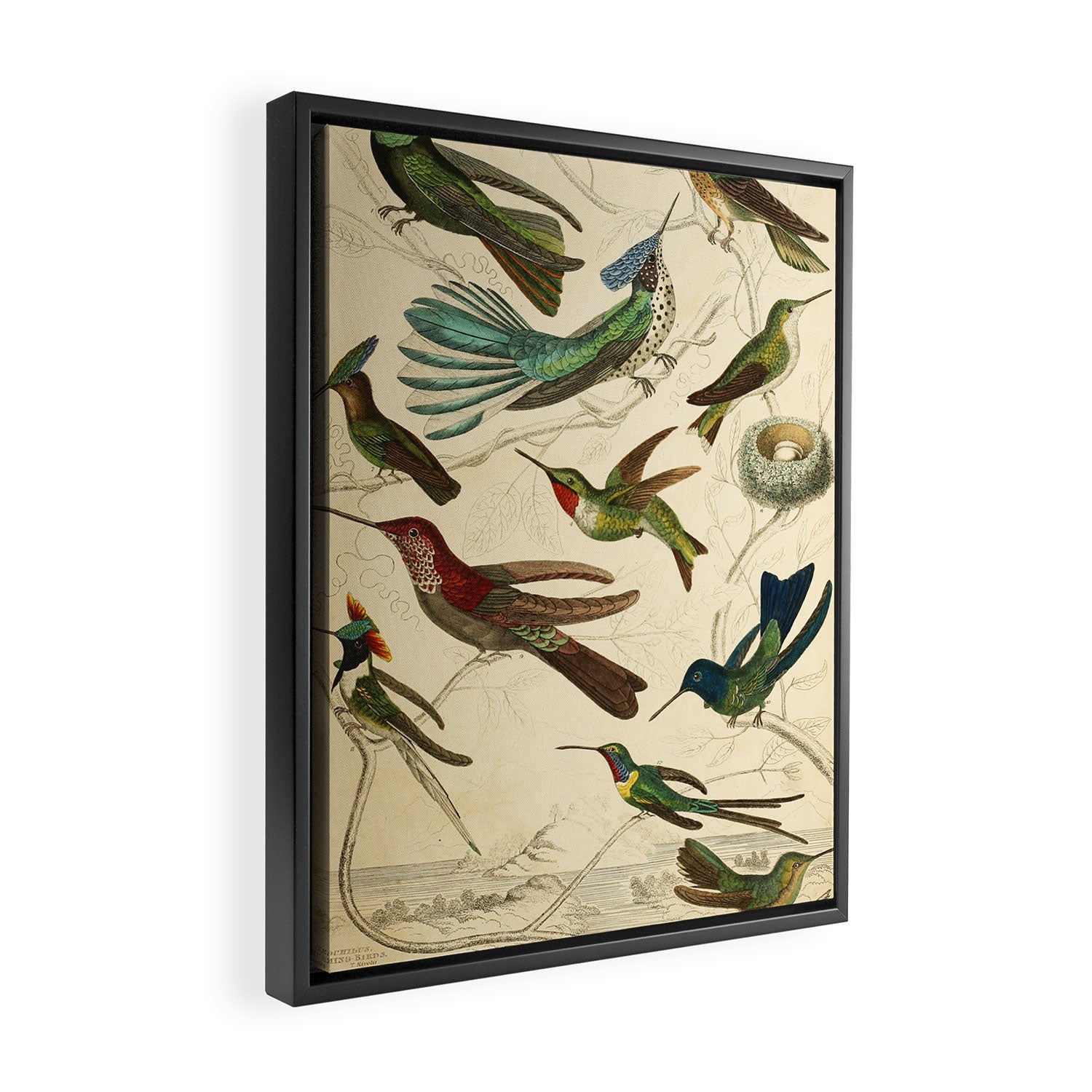 Hummingbirds from The Edinburgh Journal, 1835 (benefitting The Nature Conservancy) Framed Canvas Print Gallery Image 2
