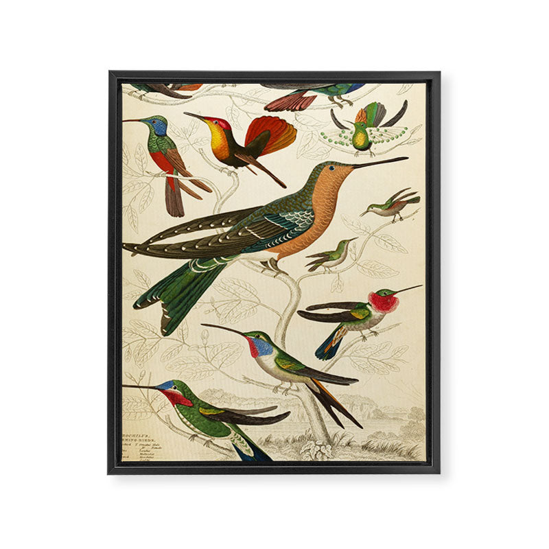 Hummingbirds from The Edinburgh Journal, 1835 (benefitting The Nature Conservancy) Framed Canvas Print Gallery Image 6