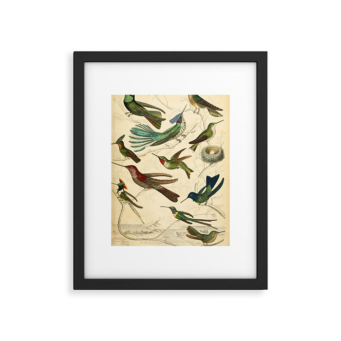 Hummingbirds from The Edinburgh Journal, 1835 (benefitting The Nature Conservancy) Framed Art Print Gallery Image 1