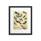 Hummingbirds from The Edinburgh Journal, 1835 (benefitting The Nature Conservancy) Framed Art Print Gallery Image 5